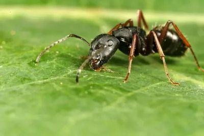 Уничтожение муравьев Дмитров